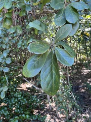Terminalia muelleri, photograph (c) Samuel Brown, some rights reserved (CC BY)