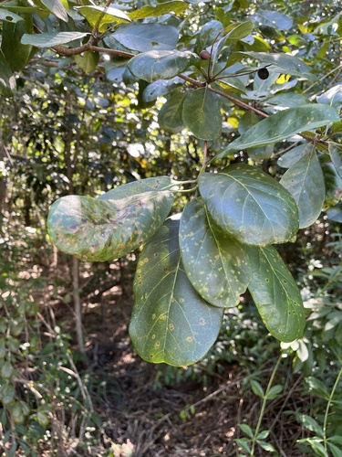 Terminalia muelleri, photograph 3