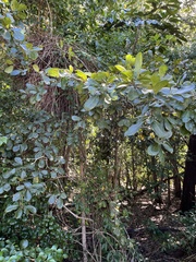Terminalia muelleri, photograph (c) Samuel Brown, some rights reserved (CC BY)