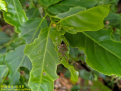 Eocanthecona formosa