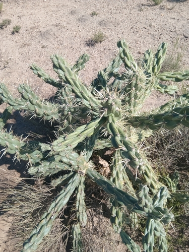 tree cholla