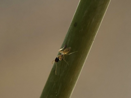 Ghost Ant