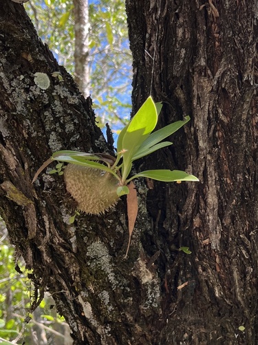 Myrmecodia beccarii, photograph 5