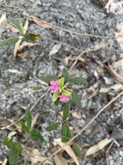 Lithomyrtus obtusa