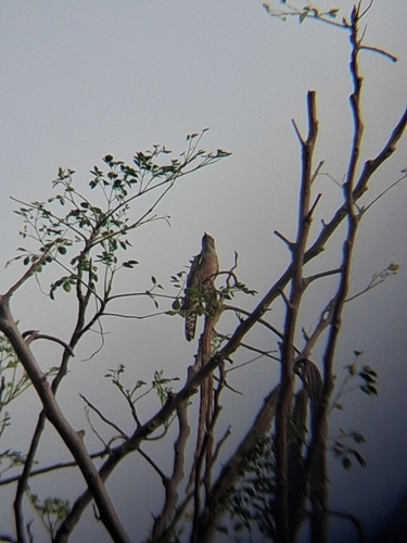 Plaintive Cuckoo