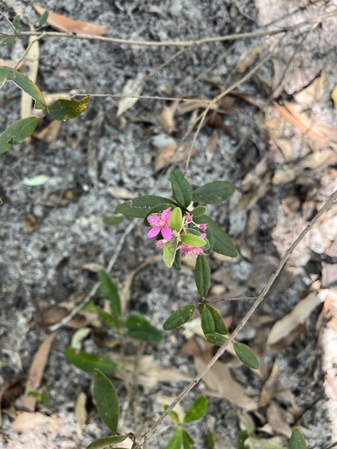 Lithomyrtus obtusa, photograph 2