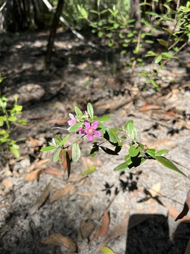 Lithomyrtus obtusa, photograph 3