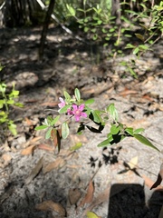 Lithomyrtus obtusa, photograph (c) Samuel Brown, some rights reserved (CC BY)