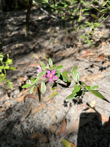 Lithomyrtus obtusa, photograph 4