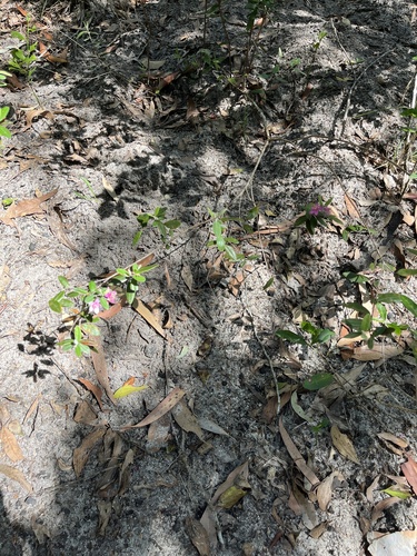 Lithomyrtus obtusa, photograph 5