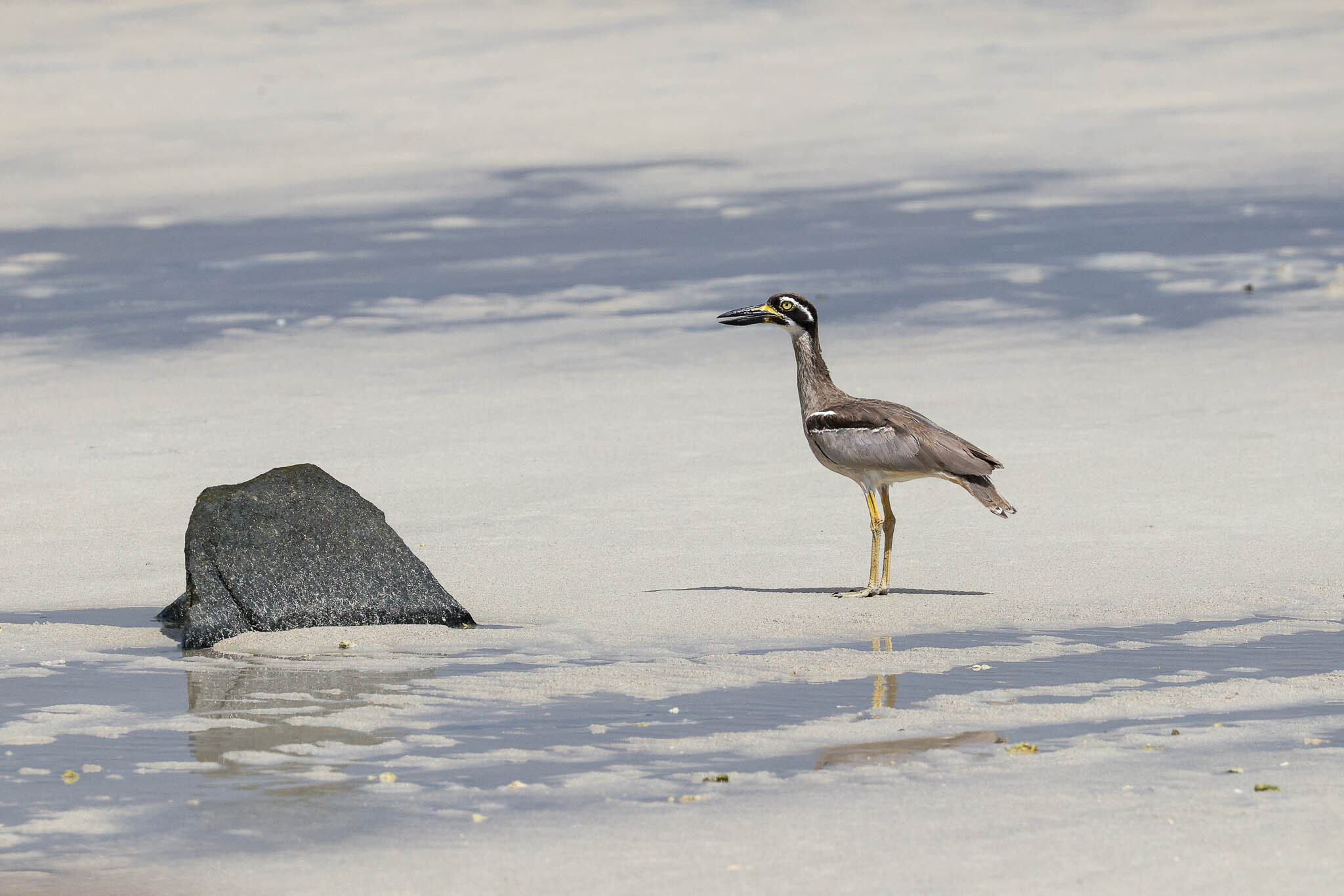 Beach Stone-curlew (Esacus magnirostris), photo 2