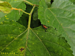 Merionoeda formosana