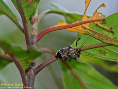 Eocanthecona concinna