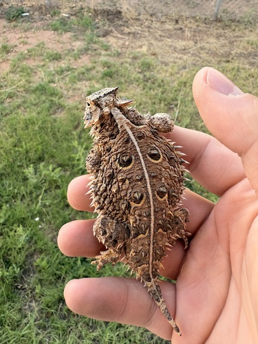 Texas Horned Lizard