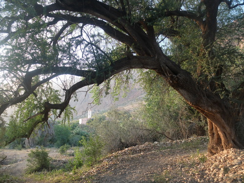 Argan tree