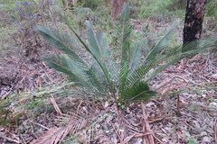 Macrozamia riedlei