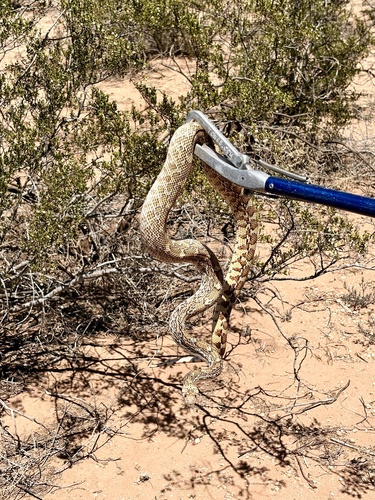 Gopher Snake