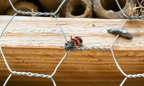 Bee-eating Beetle, Sint Pieter, Maastricht, Nederland, photo 5 of 10