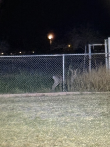Mule Deer