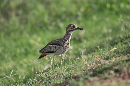 iNaturalist: (c) atieno345, some rights reserved (CC BY-NC) iNaturalist image