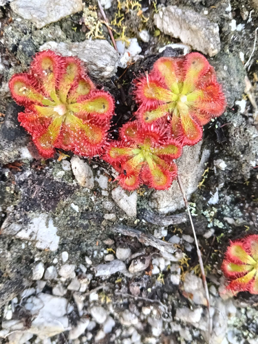 Drosera xerophila A.Fleischm. 2