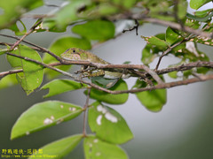 Diploderma polygonatum xanthostomum