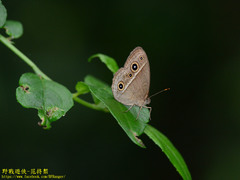 Mycalesis gotama nanda