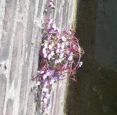 Cymbalaria muralis