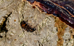 Camponotus fallax