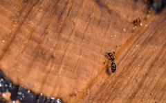 Camponotus fallax