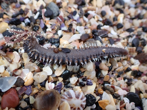 Amphinome rostrata observed 2026-05-24
