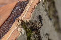 Camponotus fallax