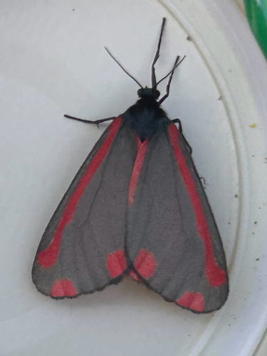 Cinnabar moth