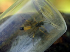 Amblyteles armatorius