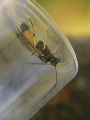 Amblyteles armatorius