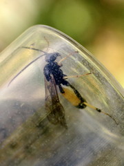 Amblyteles armatorius