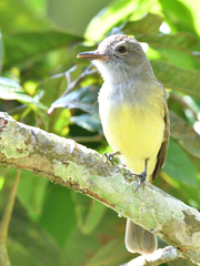 Myiarchus panamensis