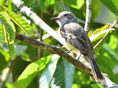 Myiarchus panamensis