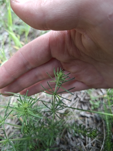 Lady's Bedstraw