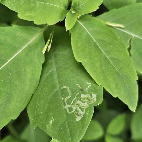Jewelweed Leaf-miner Fly photo 6