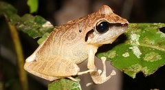 Pristimantis conspicillatus