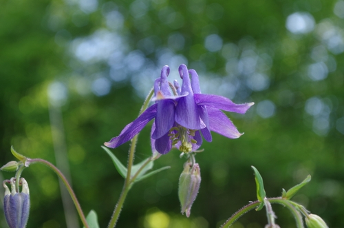 common columbine