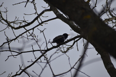 Sturnus vulgaris