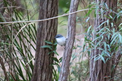 Eopsaltria georgiana