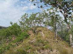 Eucalyptus urophylla