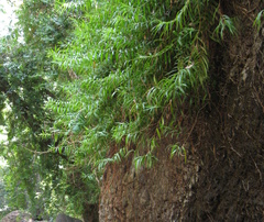 Freycinetia