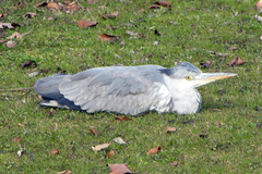 Ardea cinerea