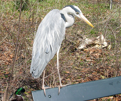 Ardea cinerea