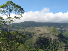 Eucalyptus urophylla