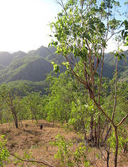 Eucalyptus urophylla